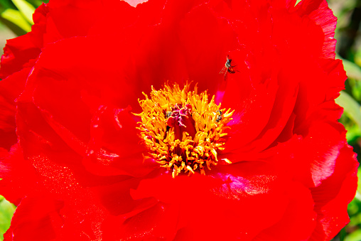 Bees in a red rose flower in a botanical garden in Odessa, Ukraine