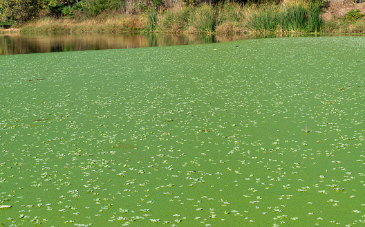 Eutrophic settling pond overgrown with aquatic plants Piscia and duckweed (Lemna turionifera) and (Wolffia arrhiza), Odessa