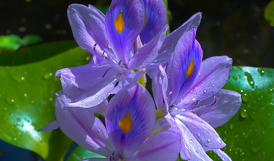 Purple inflorescences of an aquatic invasive plant, Water hyacinths (Eichhornia azurea), five-petaled asymmetrical flowers