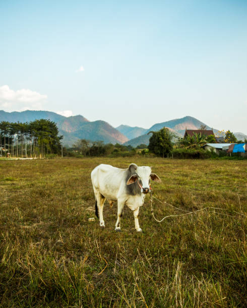 A cow standing on a field in Pai, Northern Thailand watching me take photos while sunset is happening in the background