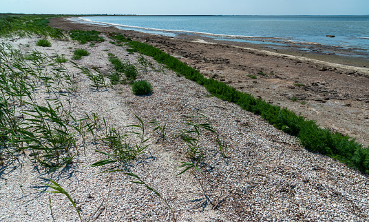 Dried macrophyte algae on the sandy shore of the salty Tuzla estuary, a cracked dry layer of silt and algae, Ukraine