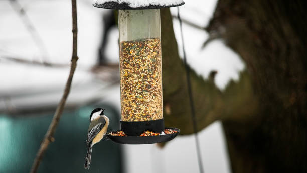 istock Titmouse sitting on bird feeder with seeds in winter time 1938550533