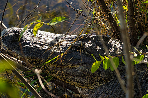 14ft American Alligator waiting in the brush along a river in the Florida Everglades