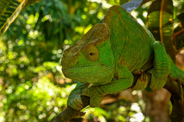 istock Female Parson`s Chameleon. Madagascar nature 1938575781