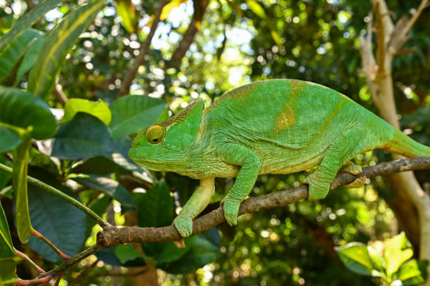 istock Female Parson`s Chameleon. Madagascar nature 1938575808
