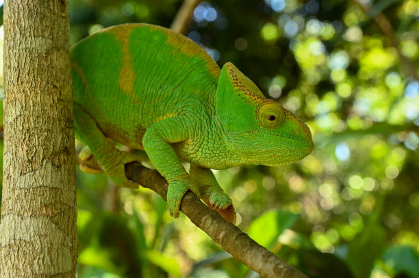 istock Female Parson`s Chameleon. Madagascar nature 1938576871