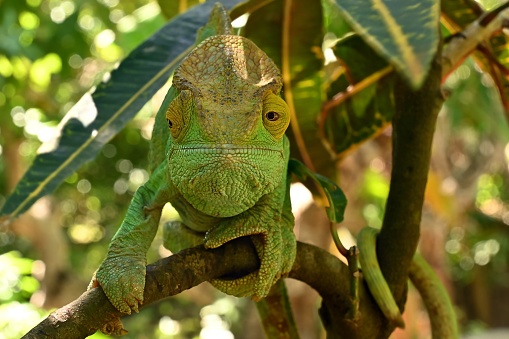 Parson s chameleon (Calumma parsonii) - Rare Madagascar Endemic Reptile Parson s chameleon (Calumma parsonii ) is a large species of chameleon in the family Chamaeleonidae. The species is endemic to isolated pockets of humid primary forest in eastern and northern Madagascar