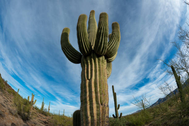 landscape of a stone desert, photo of a cactus with a fish eye lens, giant cactus saguaro cactus (carnegiea gigantea), arizona - lens barrel - fotografias e filmes do acervo