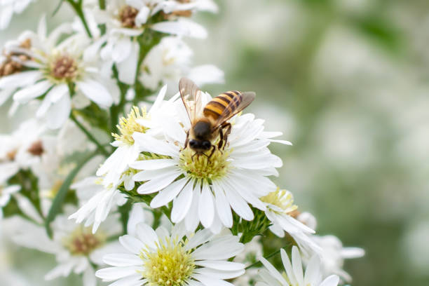 istock Bee on white flowers in the garden. 1938665736