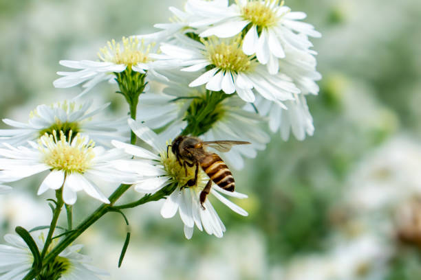 istock Bee on white flowers in the garden. 1938666272