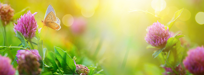 Sunny spring or summer nature background with fly butterfly and wild clover flowers in grass with sunlight and bokeh. Outdoor nature