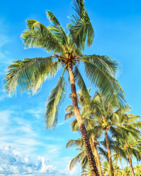 Dover Beach in Saint Lawrence Gap, Oistins, Barbados