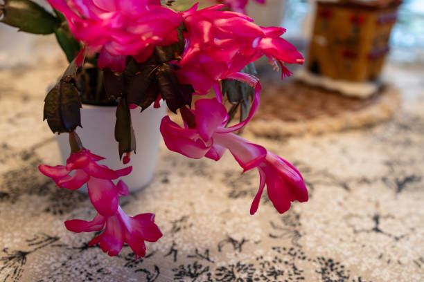 istock Pink flowers on a Thanksgiving cactus 1938691144