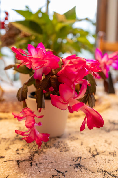 istock Pink flowers on a Thanksgiving cactus 1938691145