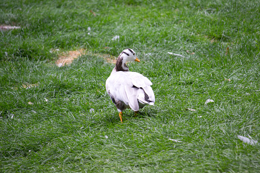 Wild goose standing on green grass in the countryside