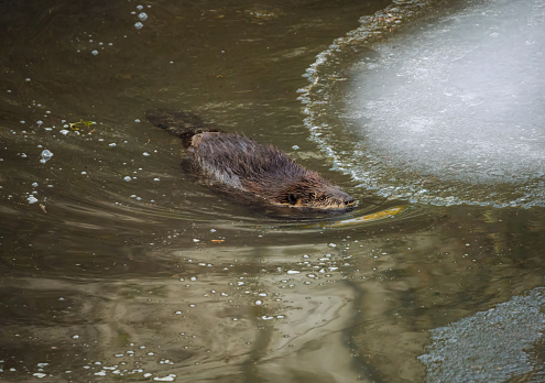 A North American Beaver - Castor Canadensis - swimming in a wetland pond. Ice in the water on a 21°F day. Near Portland in Western Oregon.