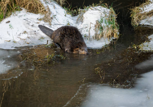 istock Beaver on Snow Ice Entering Pond Western Oregon 1938707896