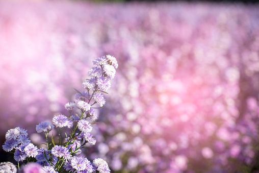 Purple Pastel margaret flower floral soft nature blossom blurred background. Pastel violet romance bloom spring season. Magenta petals blossom in beautiful garden. Close-up violet floral wildflower