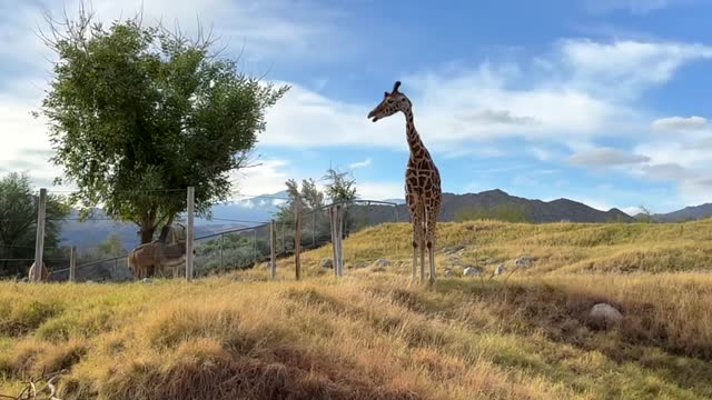 Picturesque and cinematic landscape view of Giraffe walking around along with bright blue skies