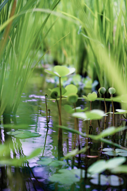 istock Closeup,green plants in water 1938717879
