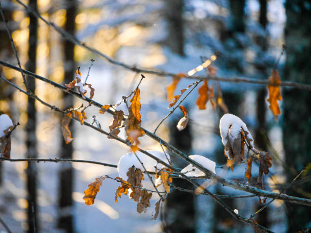 Yellow leaf covered with snow