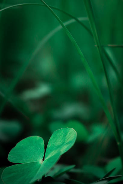 green plants in water