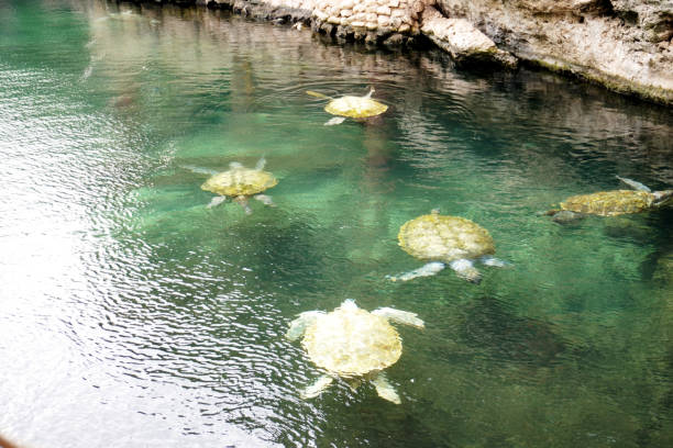 Sea turtles swimming in a pond. Eretmochelys imbricata. Turtles in captivity. Hawksbill turtle. . Eretmochelys imbricata. Turtles in captivity. Hawksbill turtle.