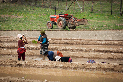 Bumthang, Bhutan - April 18,  2008: Several female Bhutanese farmers plant red rice in irrigated channels filled with water in terraced  fields in Punaka Valley in spring, Asia