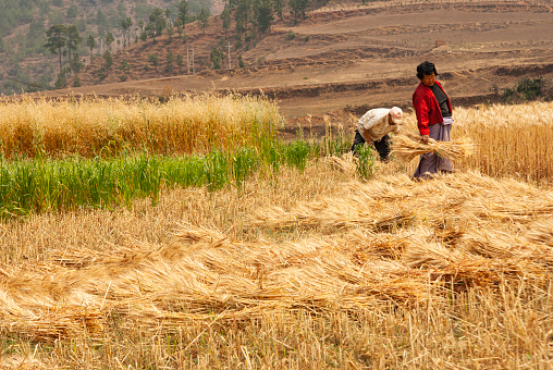 Bumthang, Bhutan - April 23,  2008: Two Bhutanese farmers gather cut wheat in terraced  fields in Punaka Valley in spring, Asia