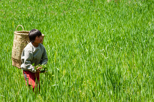 Bumthang, Bhutan - April 21,  2008: A young Bhutanese girl carrying a tall wicker basket on her back collects plants in a tall grassy field in Tang Valley in spring, Asia