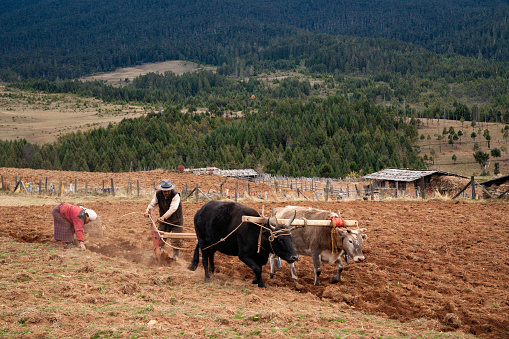 Bumthang, Bhutan - November 5, 2009: Senior aged female farmer and her husband harvest potatoes in their field using a plow pulled by oxen in Shingkar village, Asia