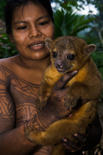 Chagres, Panama - August 2, 2008: Embera Indian woman holds her pet kinkajou animal (rainforest mammal related to coatis and racoons) in Drua Village, Chagres National Park, Central America