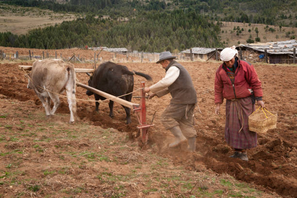 Bumthang, Bhutan - November 5, 2009: Senior aged female farmer and her husband harvest potatoes in their field using a plow pulled by oxen in Shingkar village, Asia