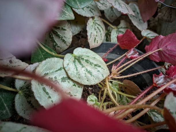 istock Beautiful leaf pattern begonia silver martin's mystery 1938738611