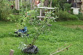 garden blueberry seedlings for transplanting in an earthen container. five years old