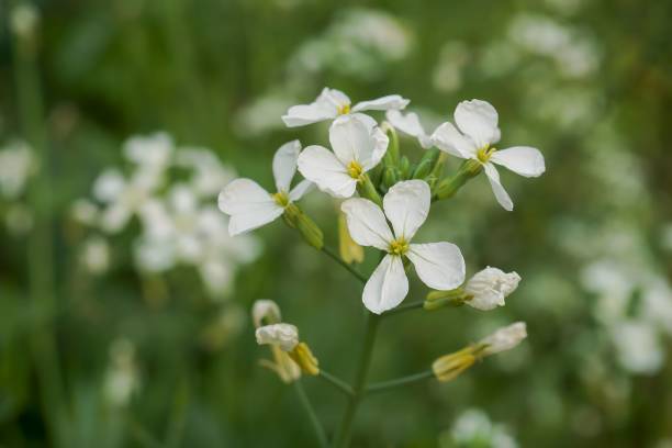 タレクレスの花のクローズアップビュー - arabidopsis thaliana ストックフォトと画像