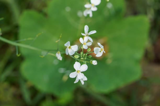 istock Arabidopsis thaliana flowers close up view 1938753861