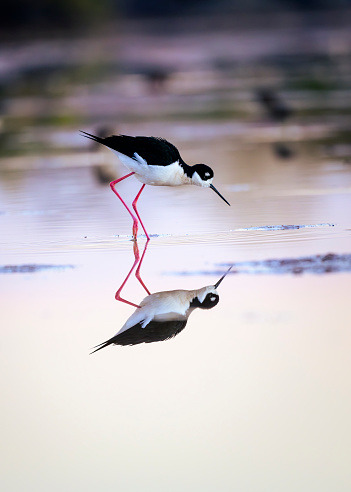 Photograph of a Black Necked Stilt with reflection.