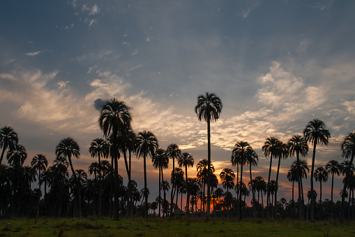 Palm forest in El Palmar national park, Entre Rios, Argentina