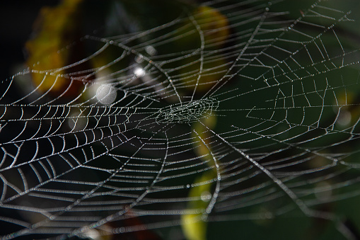 Spider net in the jungle