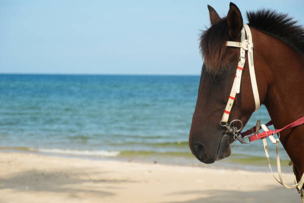 Vecaki, Latvia - July 21, 2024: Silhouette of a young woman with a horse on the beach of Vecaki near Riga