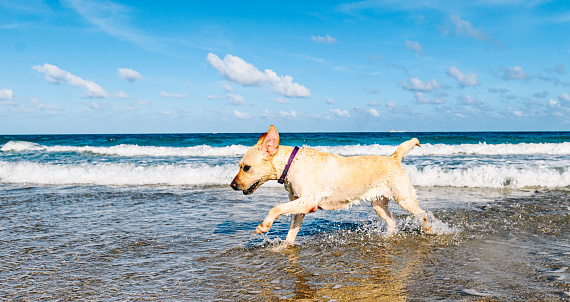 Happy dog enjoying Florida beach
