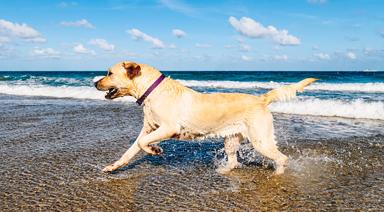 Happy dog enjoying Florida beach