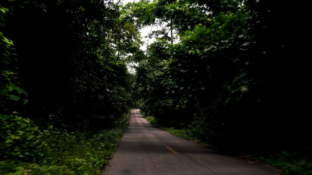 istock Street way in wildlife forest landscape. 1938811037