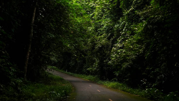 istock Street way in wildlife forest. 1938815151