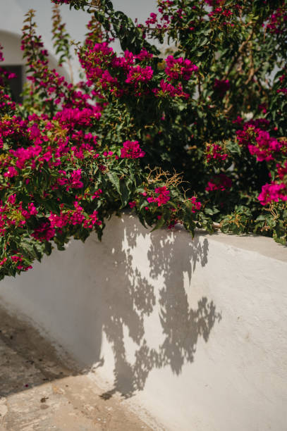 istock Bougainvillea growing along a white wall and casting flower shadow 1938817864