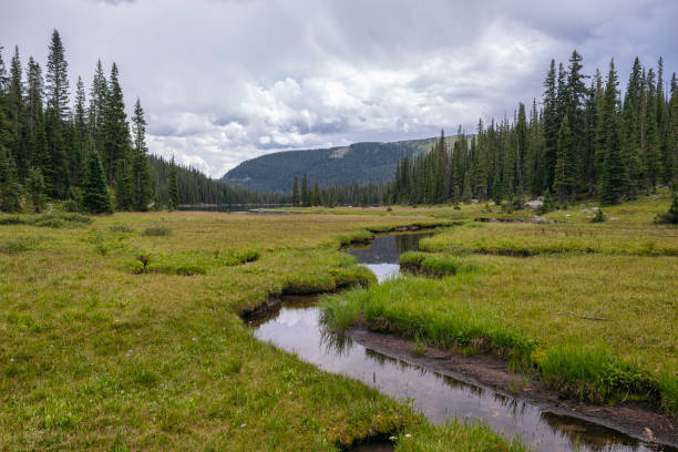 istock Peaceful wild scenery with stream and lush meadow 1938822121