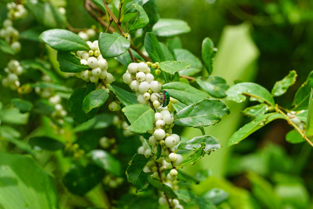 istock Flueggea Virosa or Bushweeds 1938823220