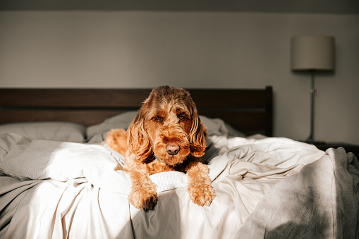 a goldendoodle dog laying in a messy bed at home in the sunlight in Winnipeg, Manitoba, Canada