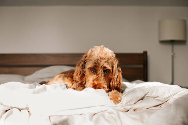 istock silly goldendoodle dog snuggled in the blankets on the weekend 1938838266